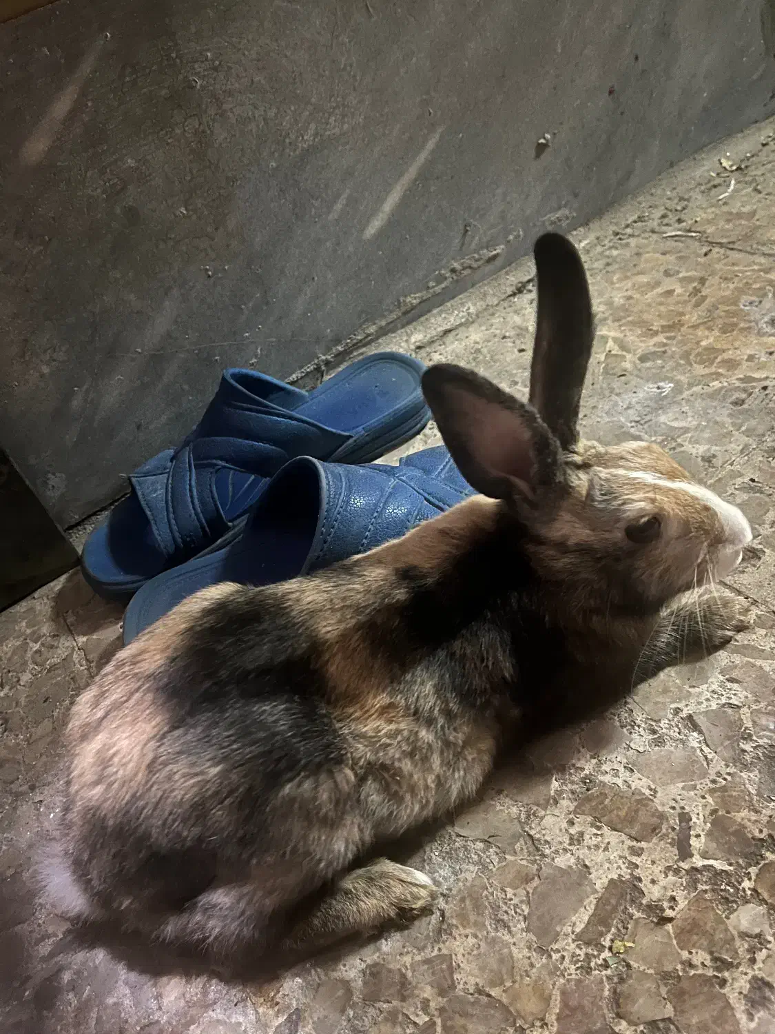 خرگوش زیرک و باهوش|موش و خرگوش|اهواز, فاز ۲ پادادشهر|دیوار