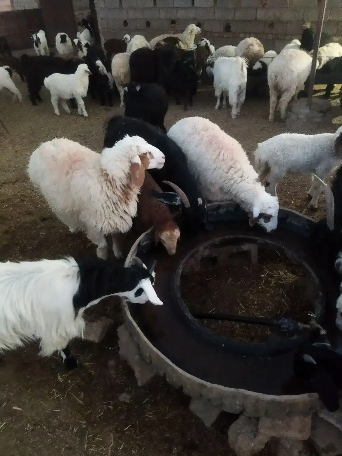 2بره نر سبک یک میش چاق|حیوانات مزرعه|قائن, |دیوار