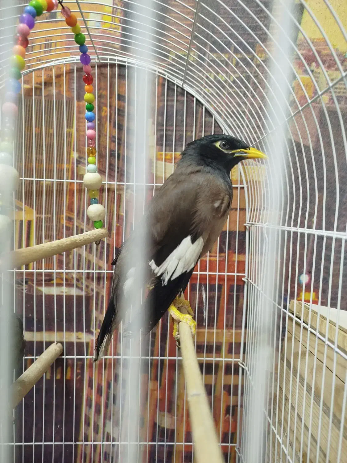 مرغ مینا نر|پرنده|فردیس, قریشی|دیوار