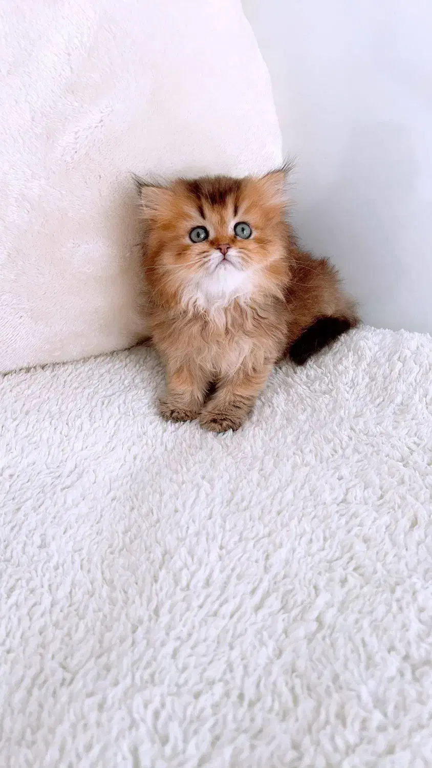 بریتیش|گربه|تهران, آسمان|دیوار