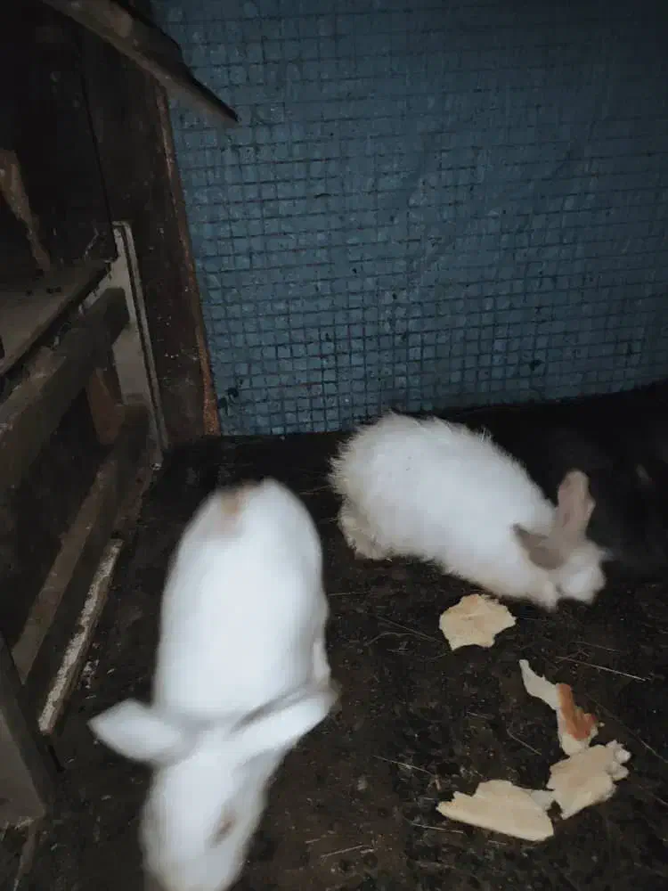 خرگوش سالم سرحال دونه 250|موش و خرگوش|نوشهر, |دیوار