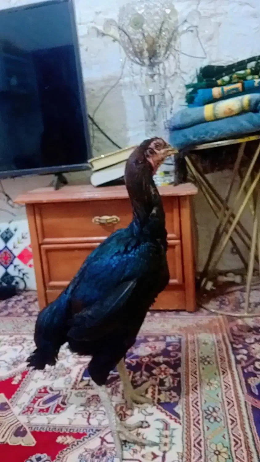 مرغ و خروس|حیوانات مزرعه|چابهار, |دیوار