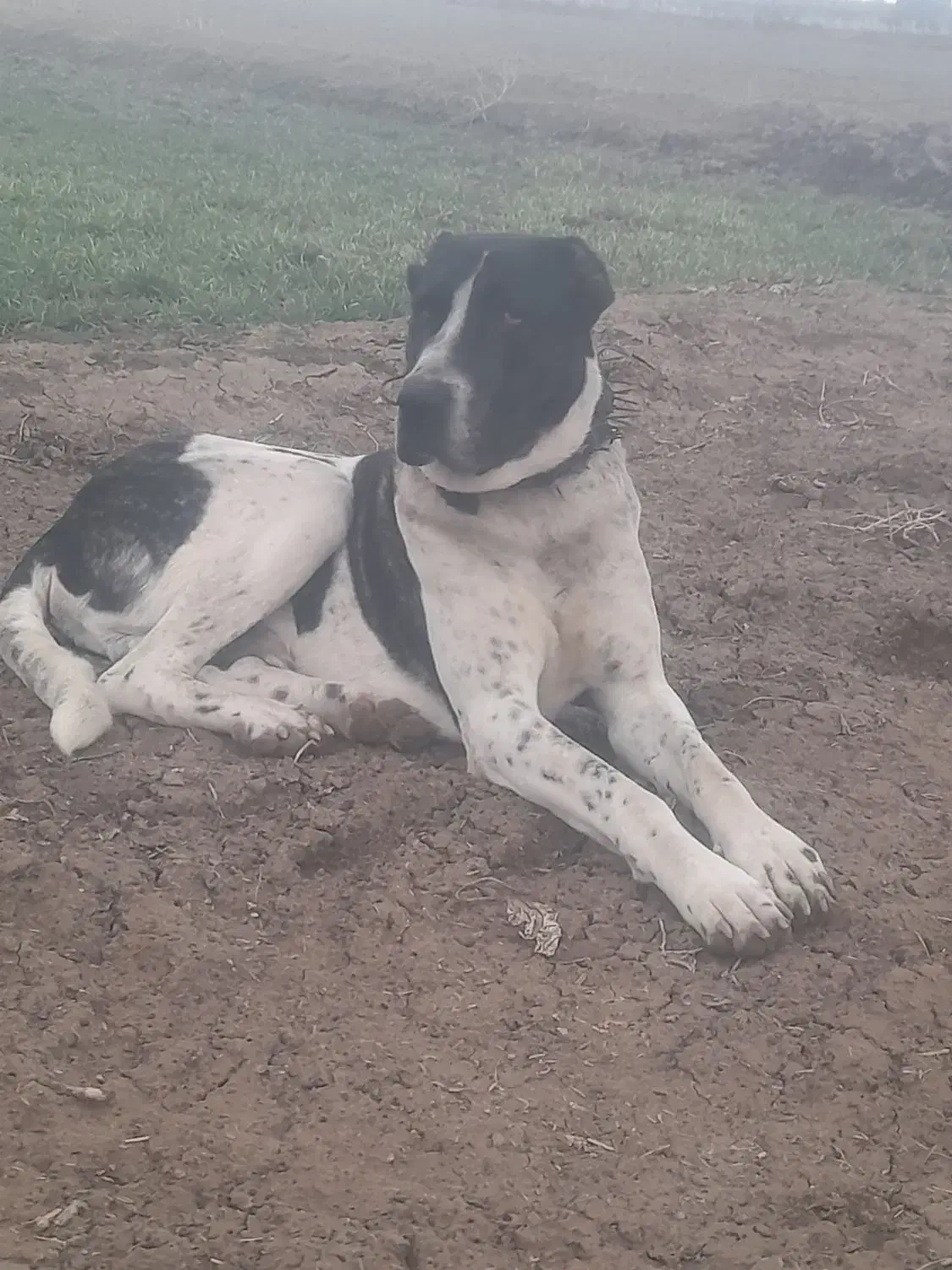 سگ گله ای|سگ|عطاملک, |دیوار