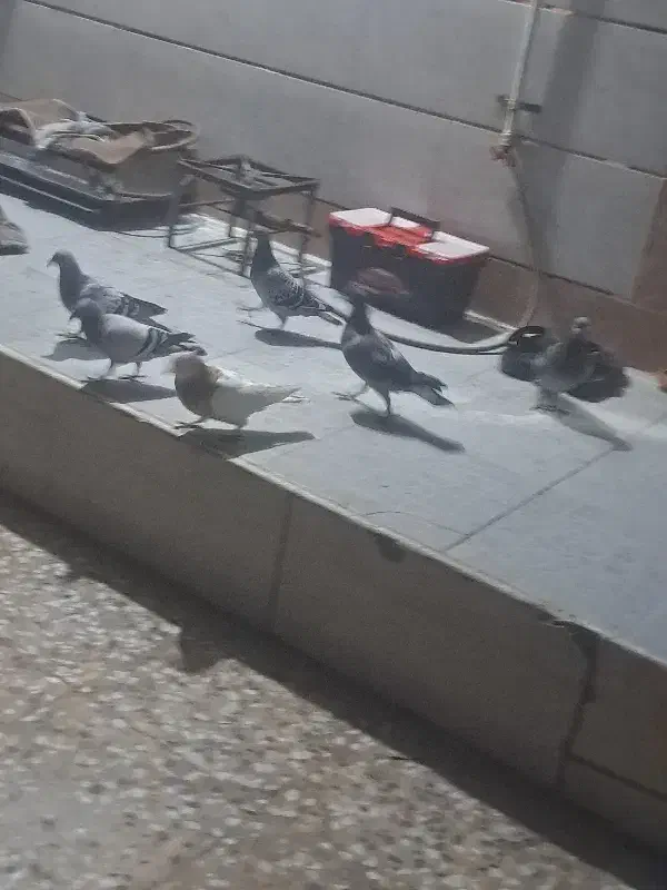 شوشتر|پرنده|شوشتر, |دیوار