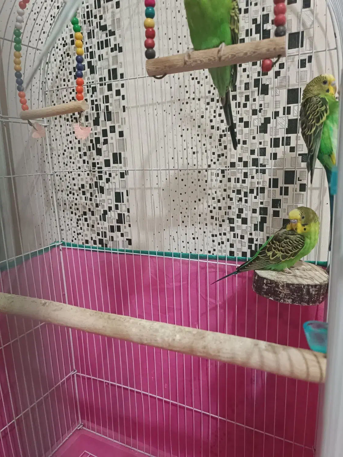 ۴ عدد مرغ عشق رایگان|پرنده|رشت, کوی مهر|دیوار