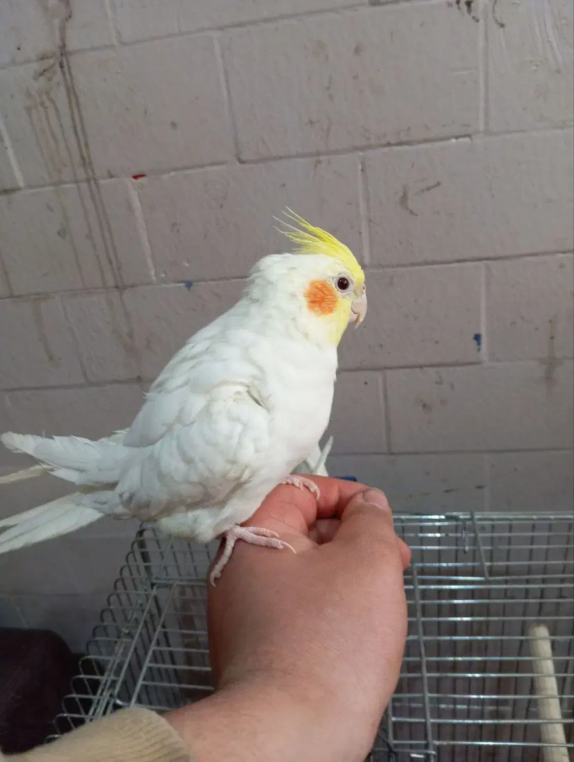 عروس هلندی|پرنده|مشگین شهر, |دیوار