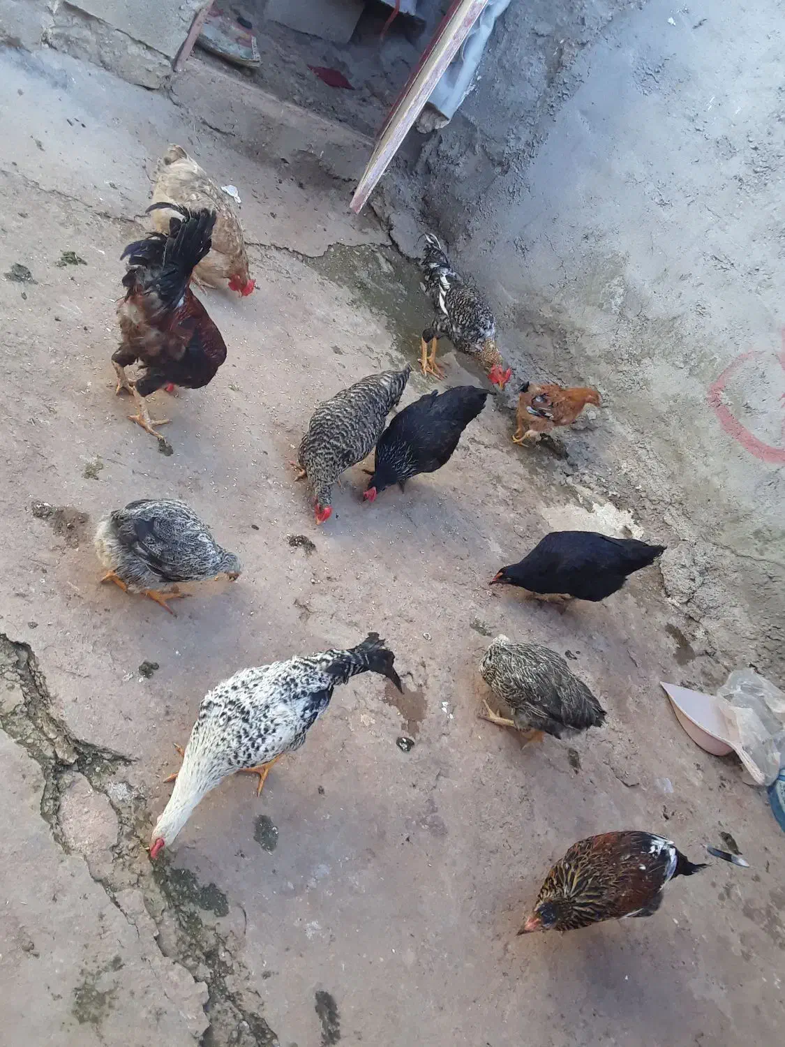 مرغ و خروس|حیوانات مزرعه|مسجد سلیمان, |دیوار