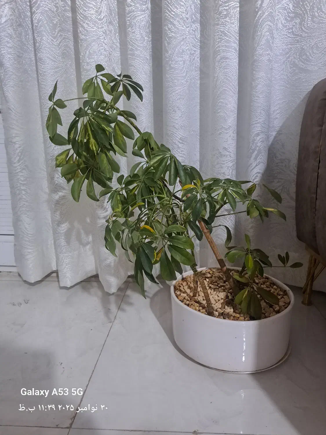 گل بنسای شفلرای|گل و گیاه طبیعی|تربت جام, شهرک آزادگان|دیوار