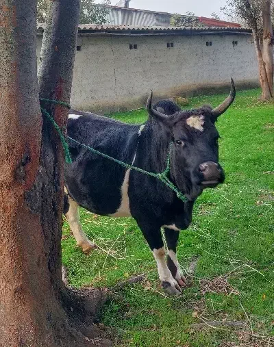 گاو چالوسی آث|حیوانات مزرعه|گوراب زرمیخ, |دیوار