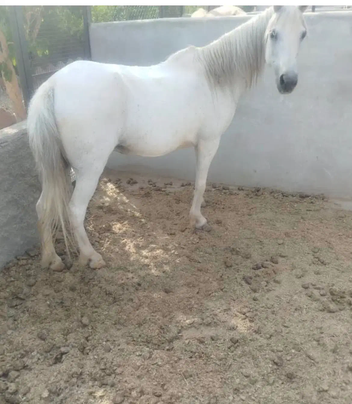 واگزاری اسب پونی|اسب و تجهیزات اسب‌سواری|شاهرود, |دیوار