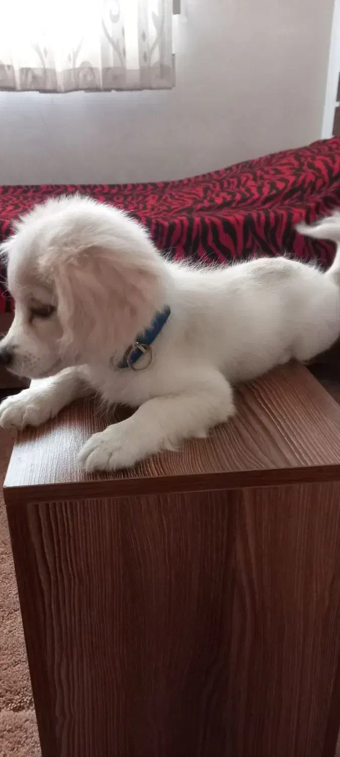 شیتزو|سگ|بیرجند, |دیوار