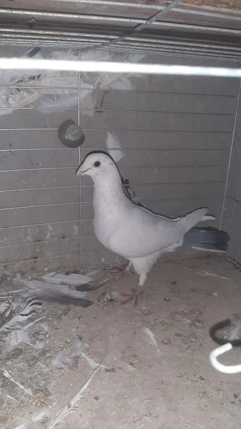 کبوتر گرگی و المانی|پرنده|اردکان, |دیوار