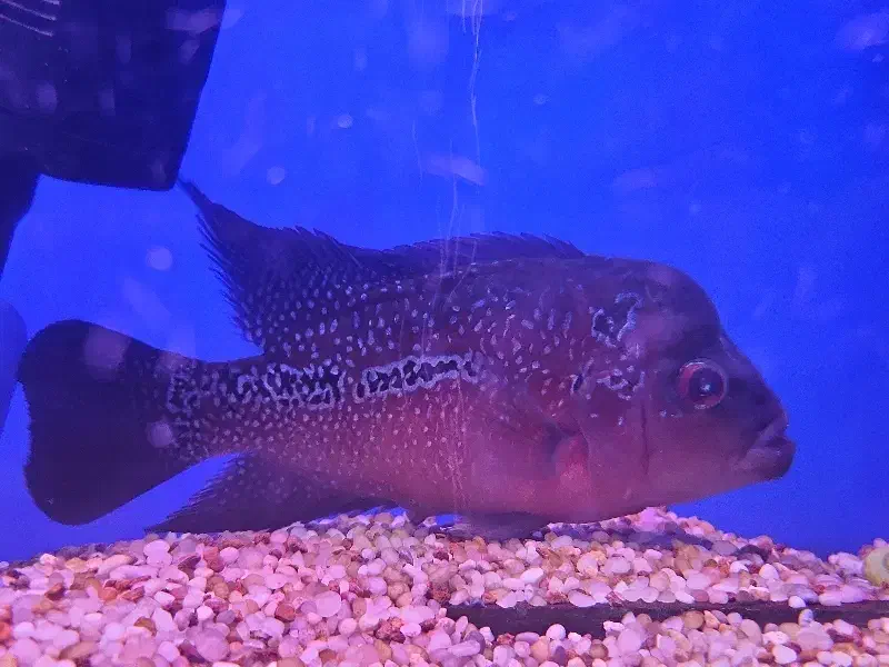 ماهی فلاور ماده توافقی معاوضه|ماهی|ری, دولتآباد|دیوار