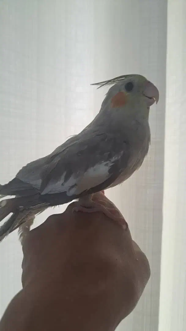 عروس هلندی ارام ودستی وسخنگو|پرنده|گالیکش, |دیوار