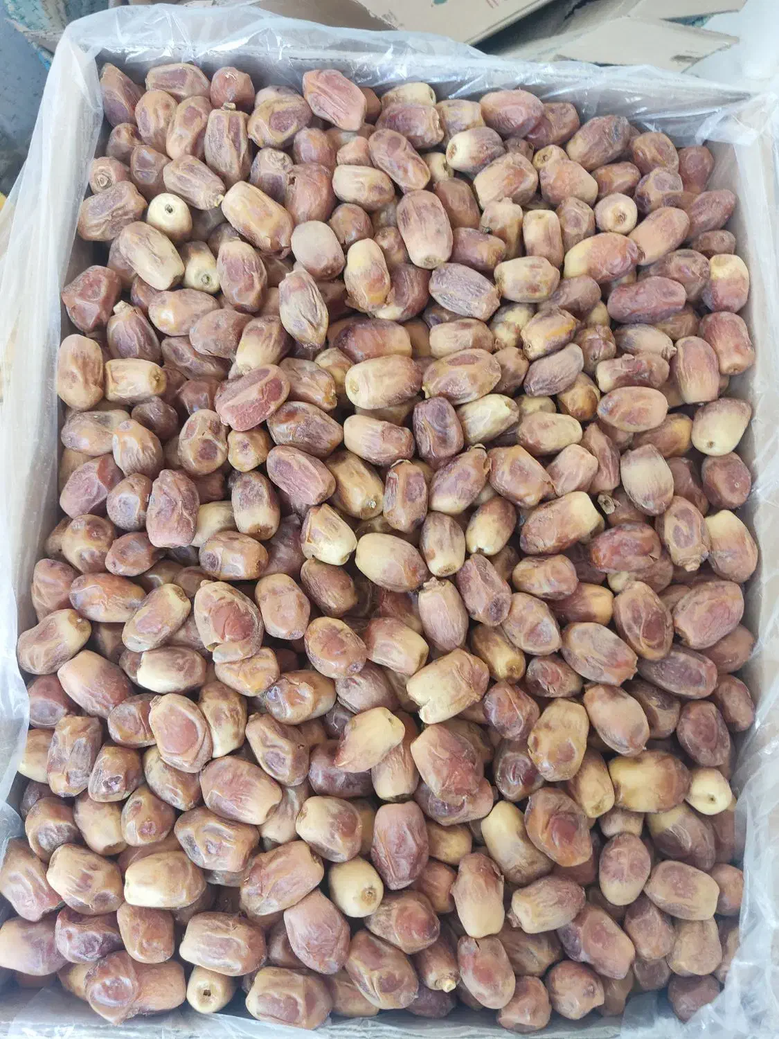 فروش انواع خرمایی کبکاب.خاصه  ‌وژاهدی|عمده‌فروشی|زرندیه, |دیوار