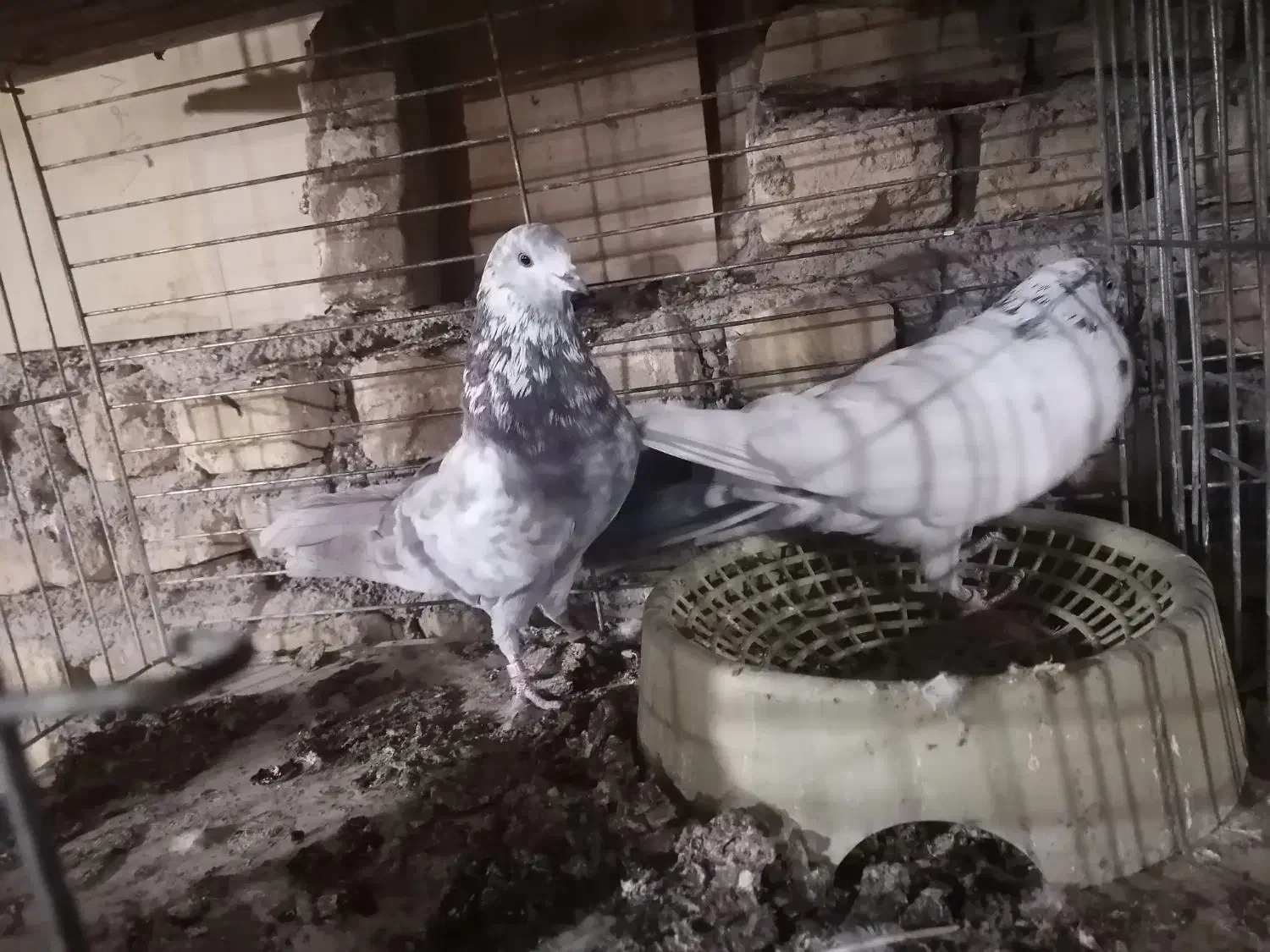 کفتر|پرنده|یزد, |دیوار