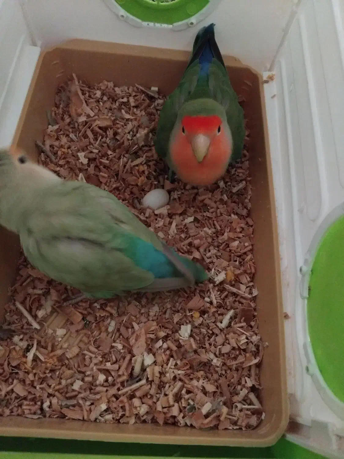 طوطی برزیلی|پرنده|گلستان (تهران), |دیوار