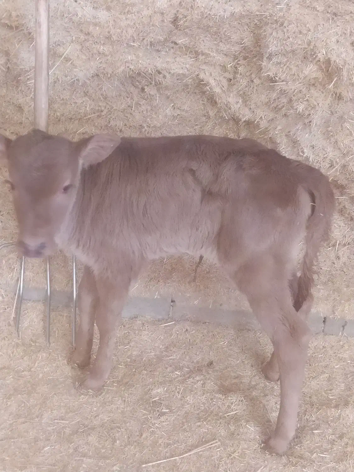 گوساله|حیوانات مزرعه|چگنی, |دیوار