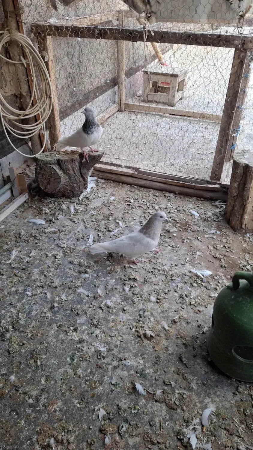 باشلی نروماده|پرنده|آذرشهر, |دیوار