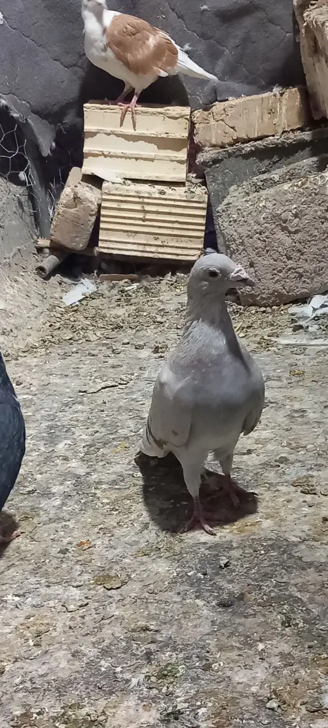 کبوتر دورگ پلاکی|پرنده|فسا, |دیوار