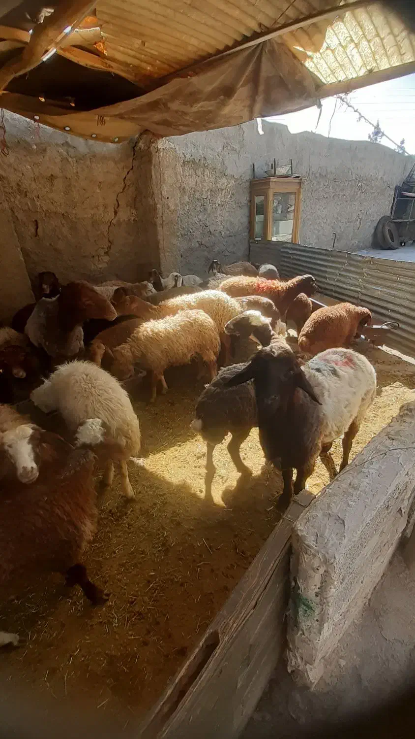 گوسفندزنده|حیوانات مزرعه|وحیدیه, |دیوار