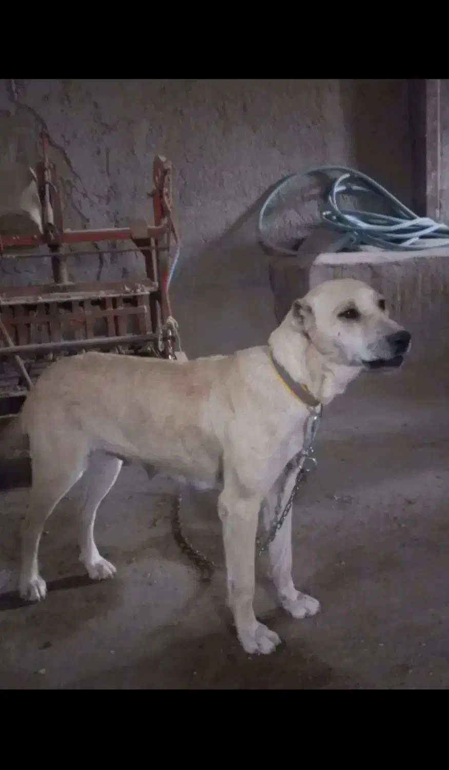 سگ نروماده نگهبان|سگ|اردبیل, |دیوار