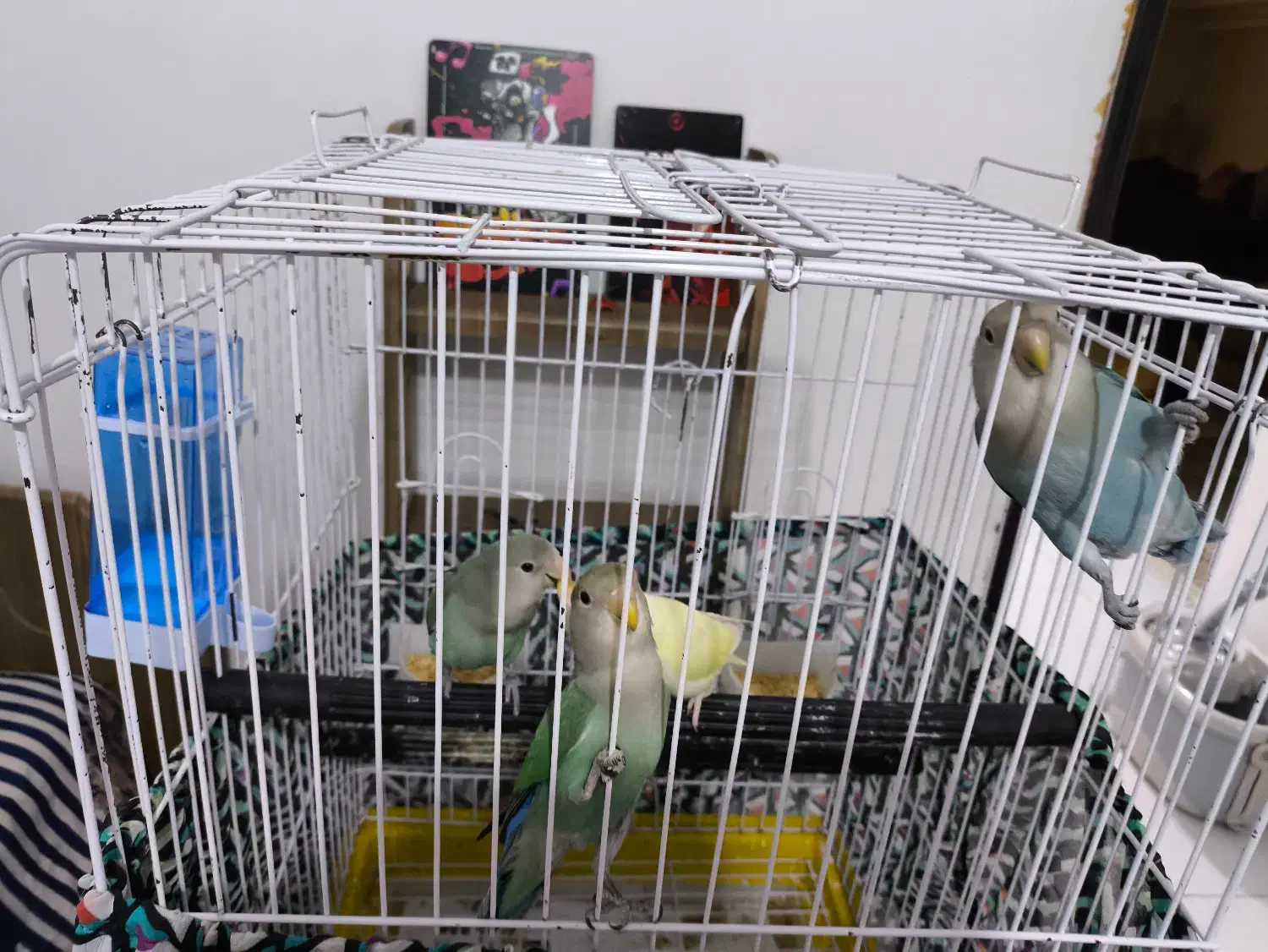 ۳ تا طوطی برزیلی رنگ خاص|پرنده|چمران, |دیوار