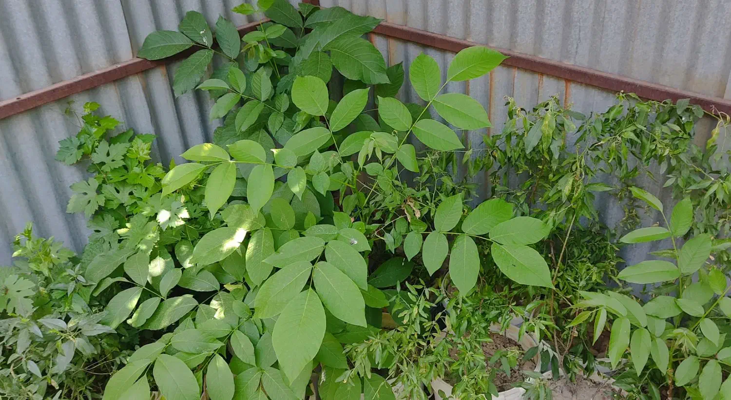 نهال گردو|گل و گیاه طبیعی|دورود, |دیوار