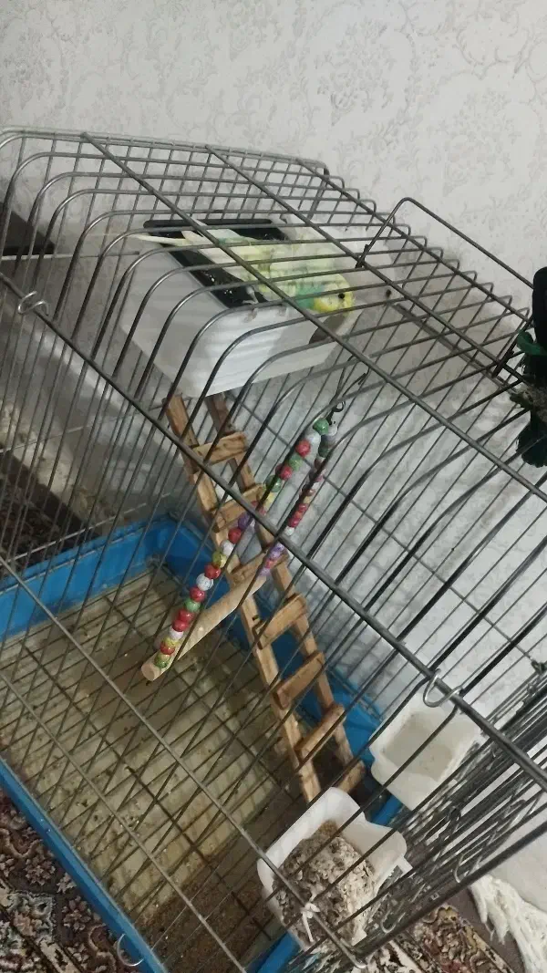 مرغ عشق پروانه ای رنگ خاص|پرنده|بروجرد, |دیوار