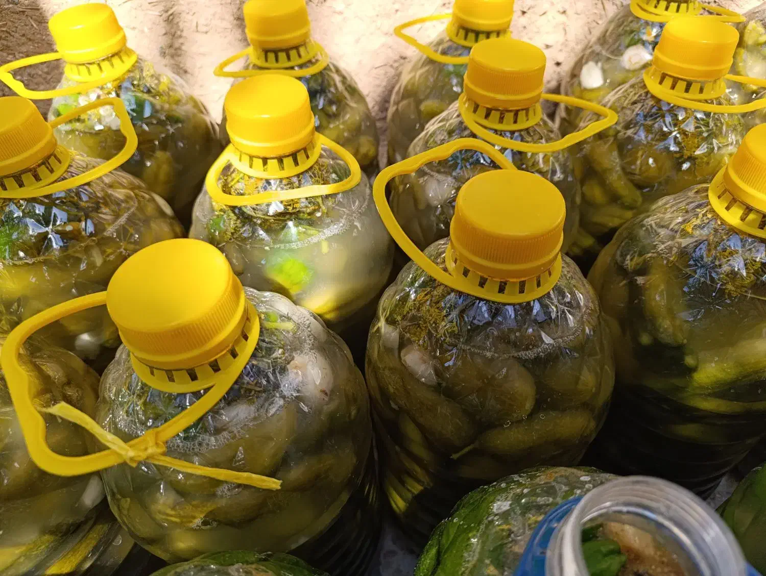 خیار شور|خوردنی و آشامیدنی|سردرود, |دیوار