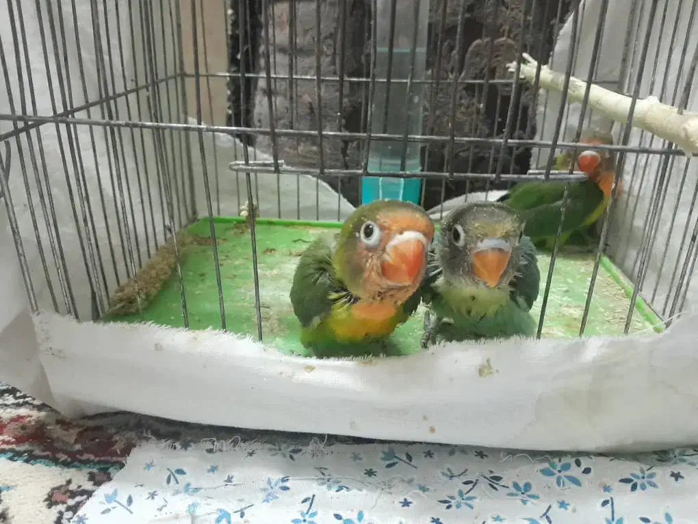 کوتوله برزیلی فیشر|پرنده|جهرم, |دیوار