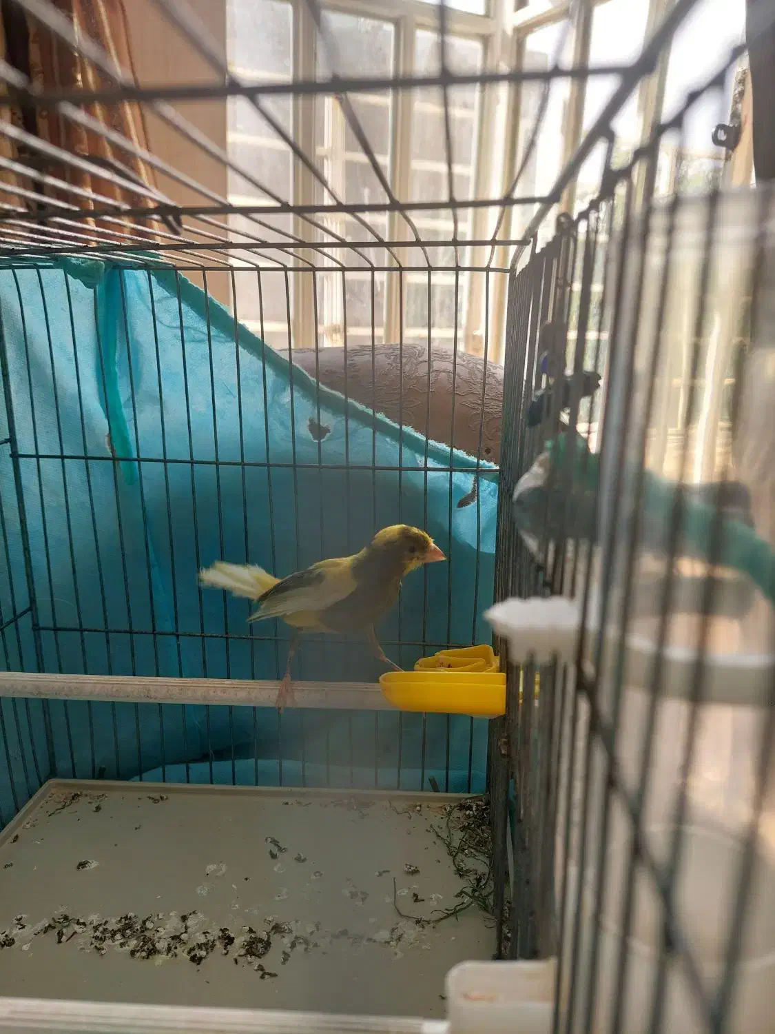 پرنده قناری مست|پرنده|شیراز, درکی|دیوار