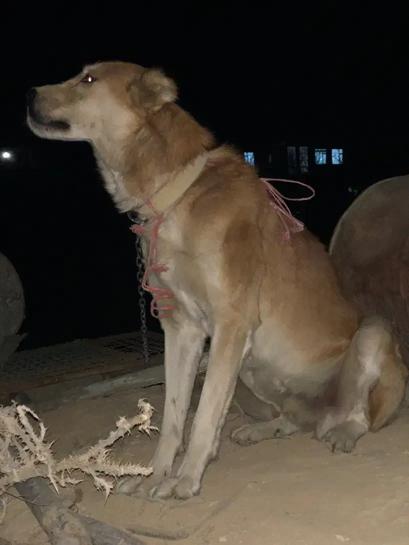 واگذاری|سگ|اراک, |دیوار