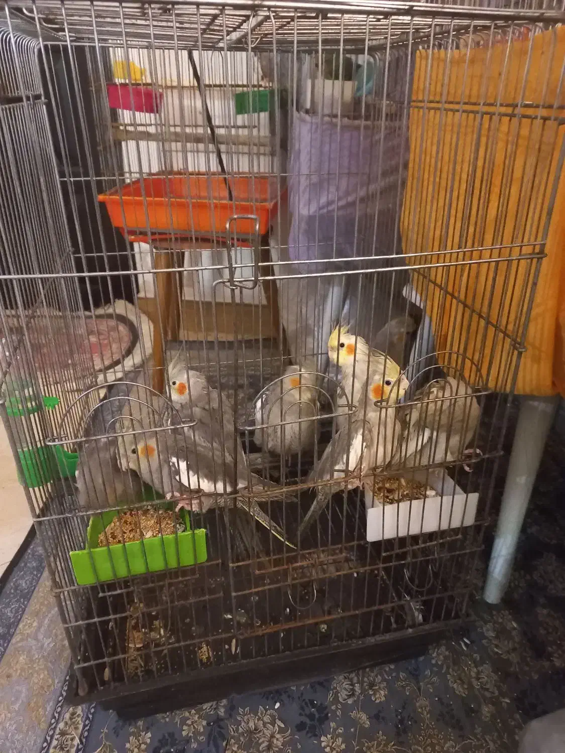 طوطی عروس هلندی|پرنده|چالوس, |دیوار