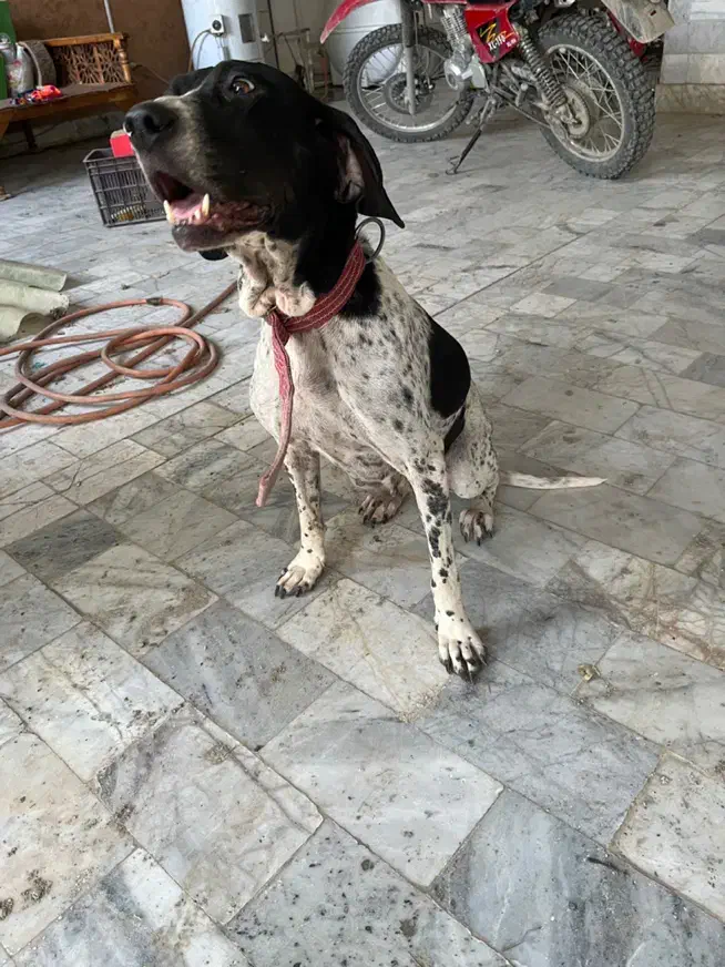 سگ شکار|سگ|ساری, |دیوار