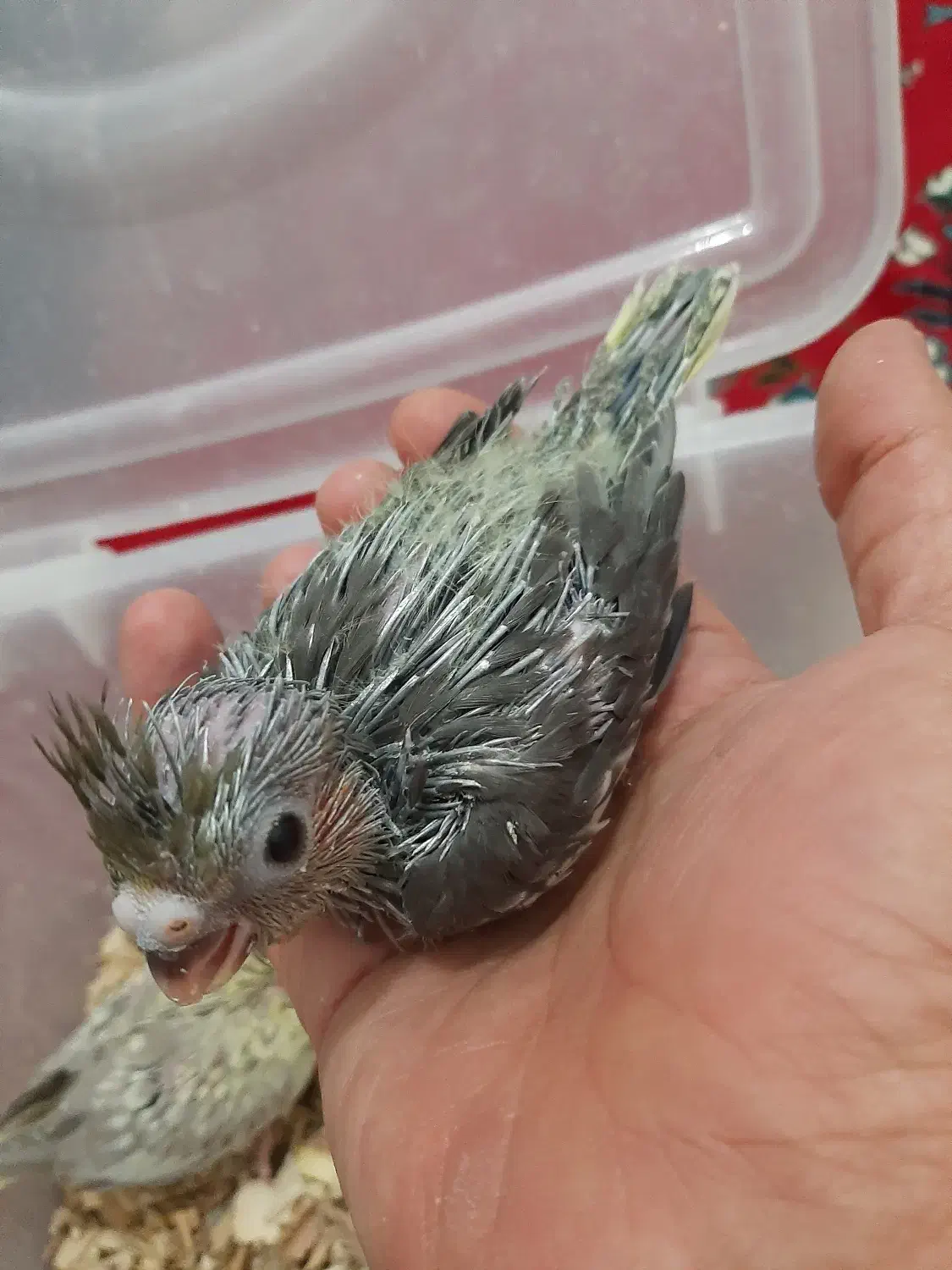 خوشگلای سرلاکی|پرنده|آران و بیدگل, |دیوار