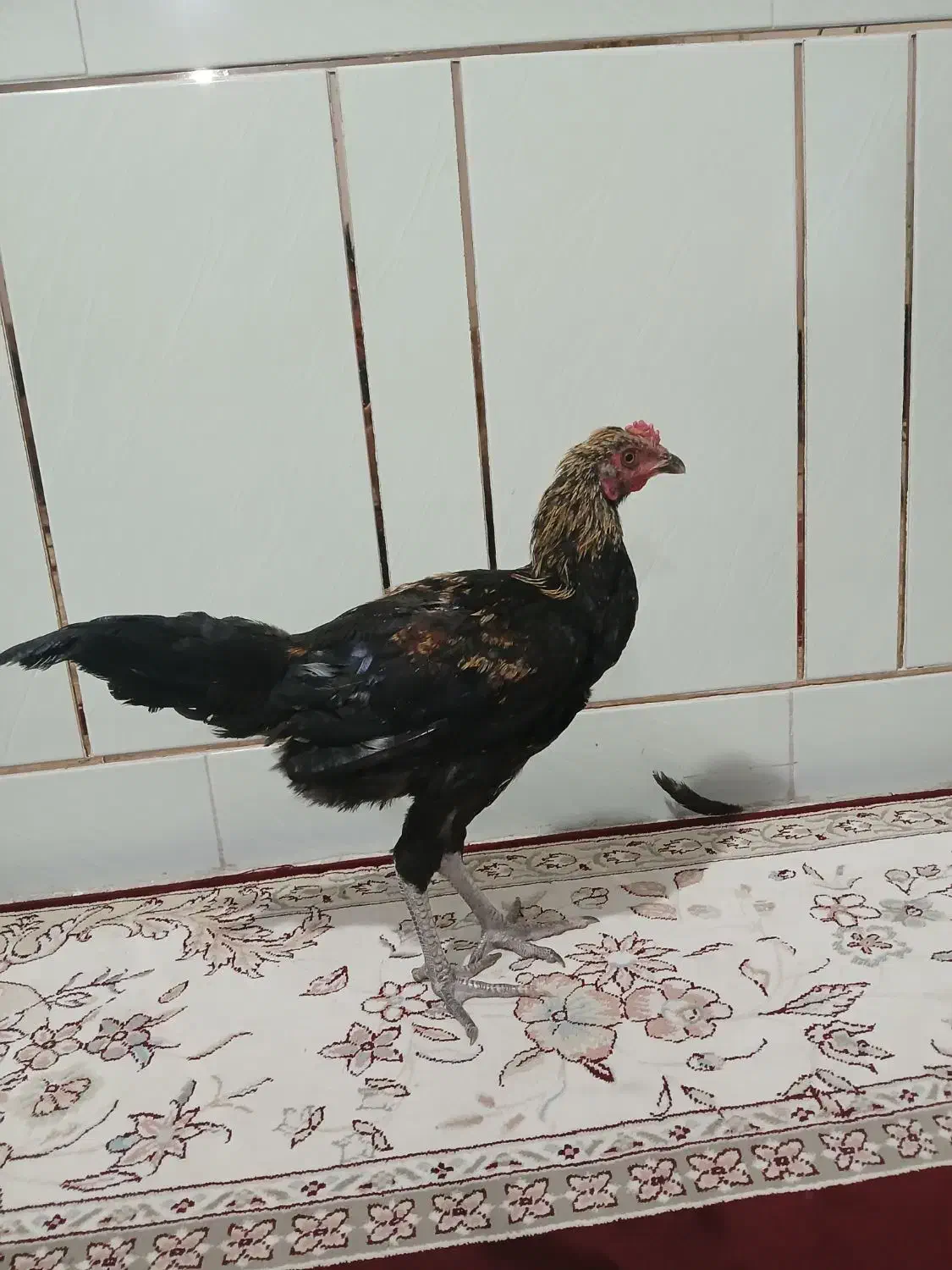 نیمچه خروس لاری و محلی ریشی|حیوانات مزرعه|مرودشت, فیروزی|دیوار