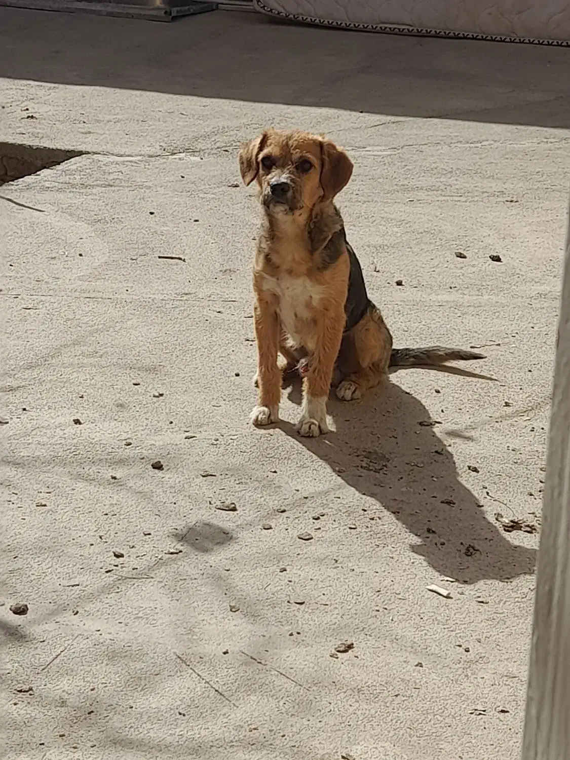 سگ پاکوتاه|سگ|جوادآباد, |دیوار