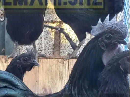 تخم مرغ ایام سمانی|حیوانات مزرعه|شیراز, رحمت‌آباد|دیوار