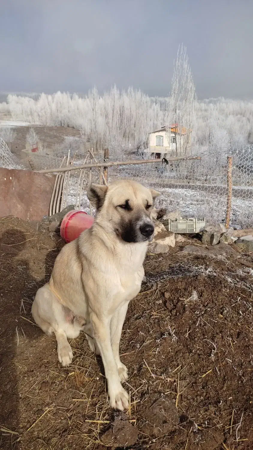 سگ مخصوص گله داری|حیوانات|خوی, |دیوار