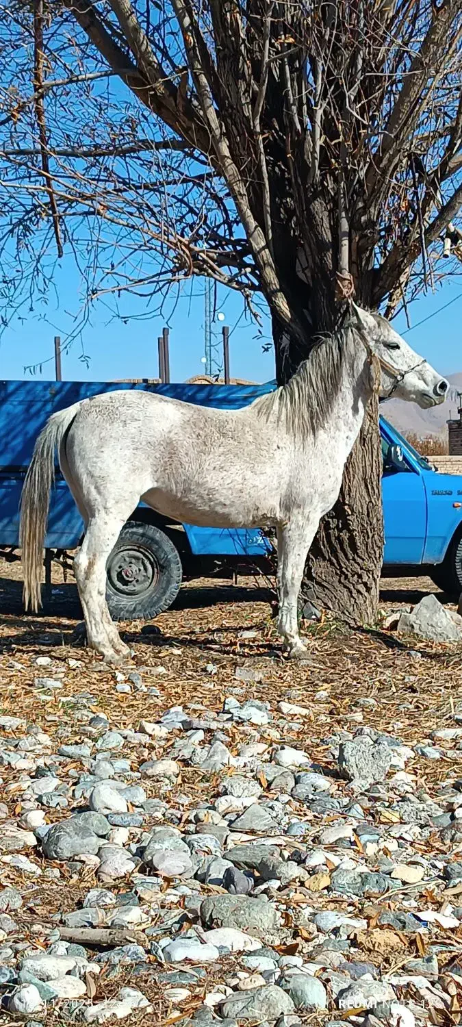 اسب مادیون|اسب و تجهیزات اسب‌سواری|سیلوانه, |دیوار