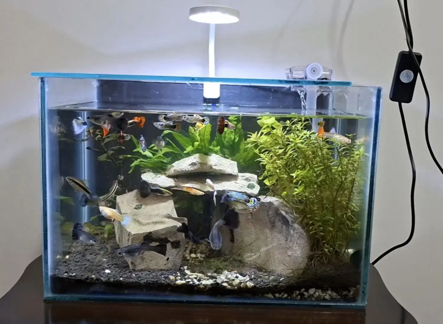 اکواریوم|ماهی|دهلران, |دیوار