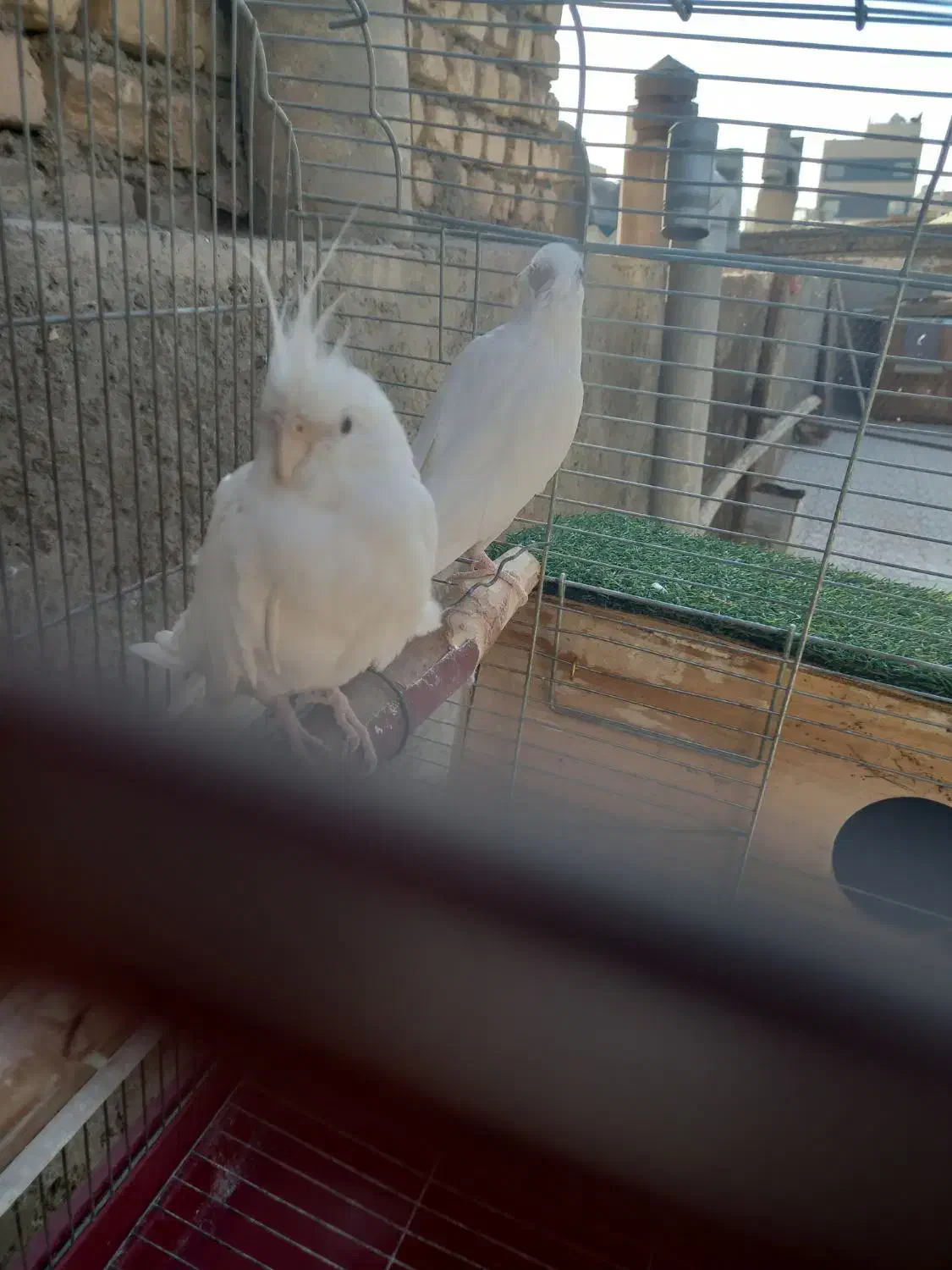 عروس هلند مولد|پرنده|اصفهان, آهنگران|دیوار