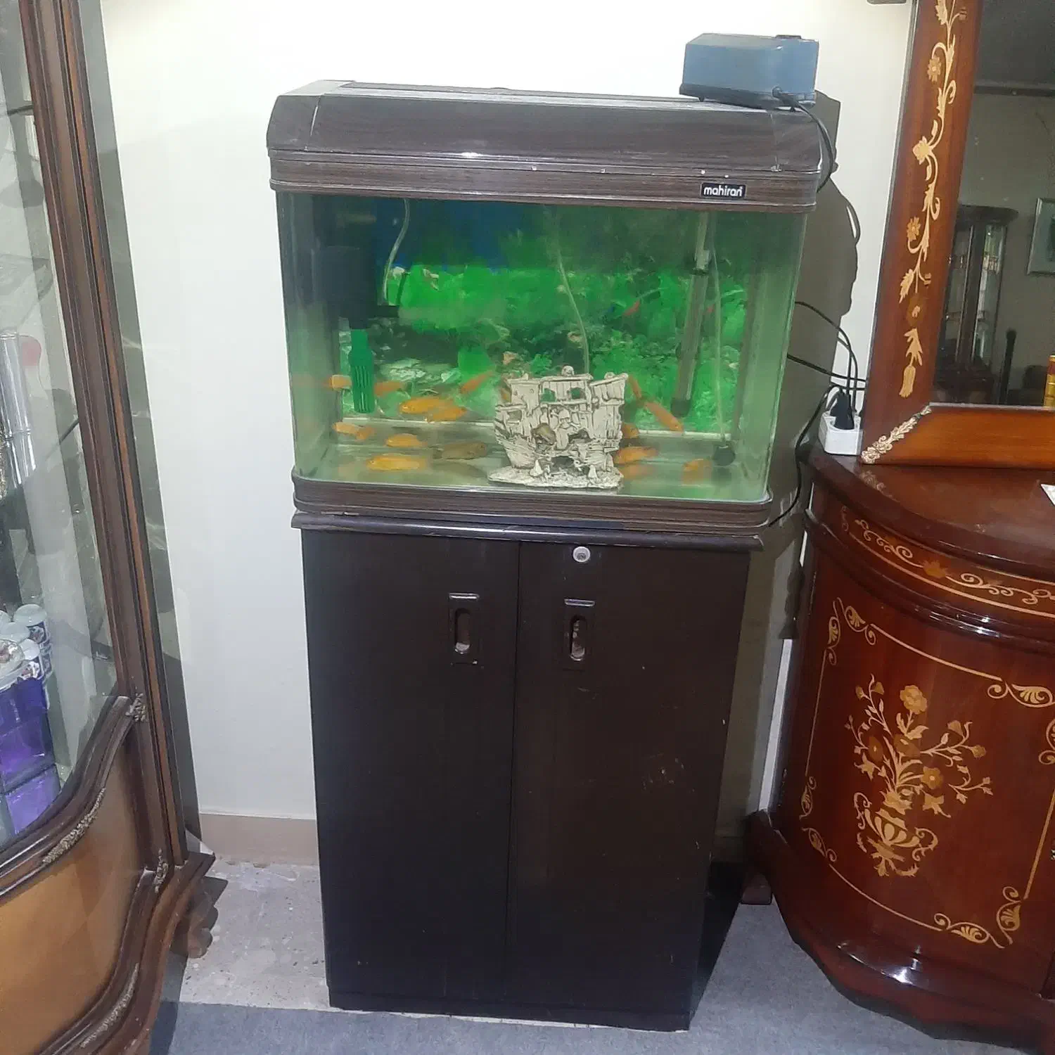 آکواریوم شیشه خم شرکتی پمپ بخاری تصفیه ۲۳عدد ماهی|ماهی|گلستان (تهران), |دیوار