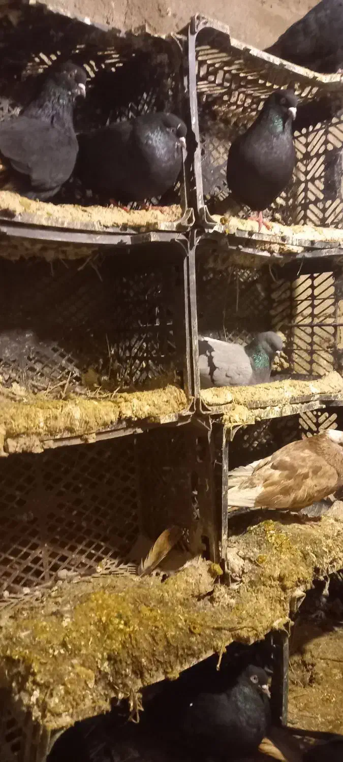 کبوتر|پرنده|ملکان, |دیوار