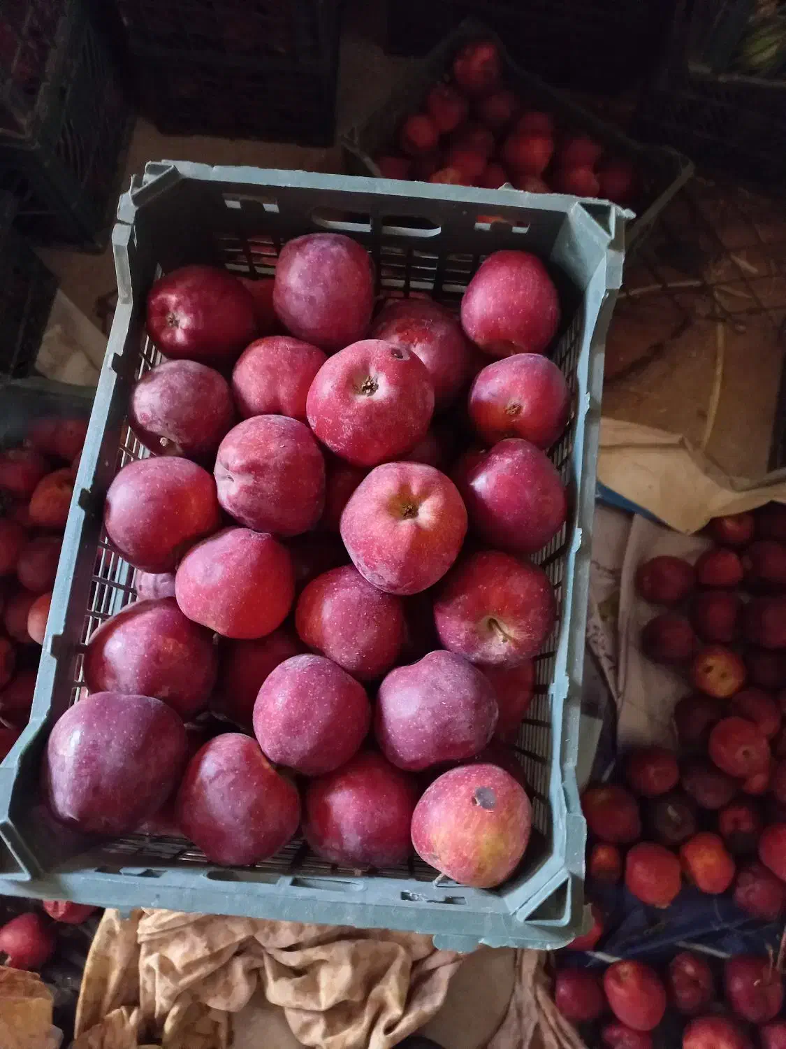 فروش سیب قرمز درجه یک|خوردنی و آشامیدنی|اهر, |دیوار