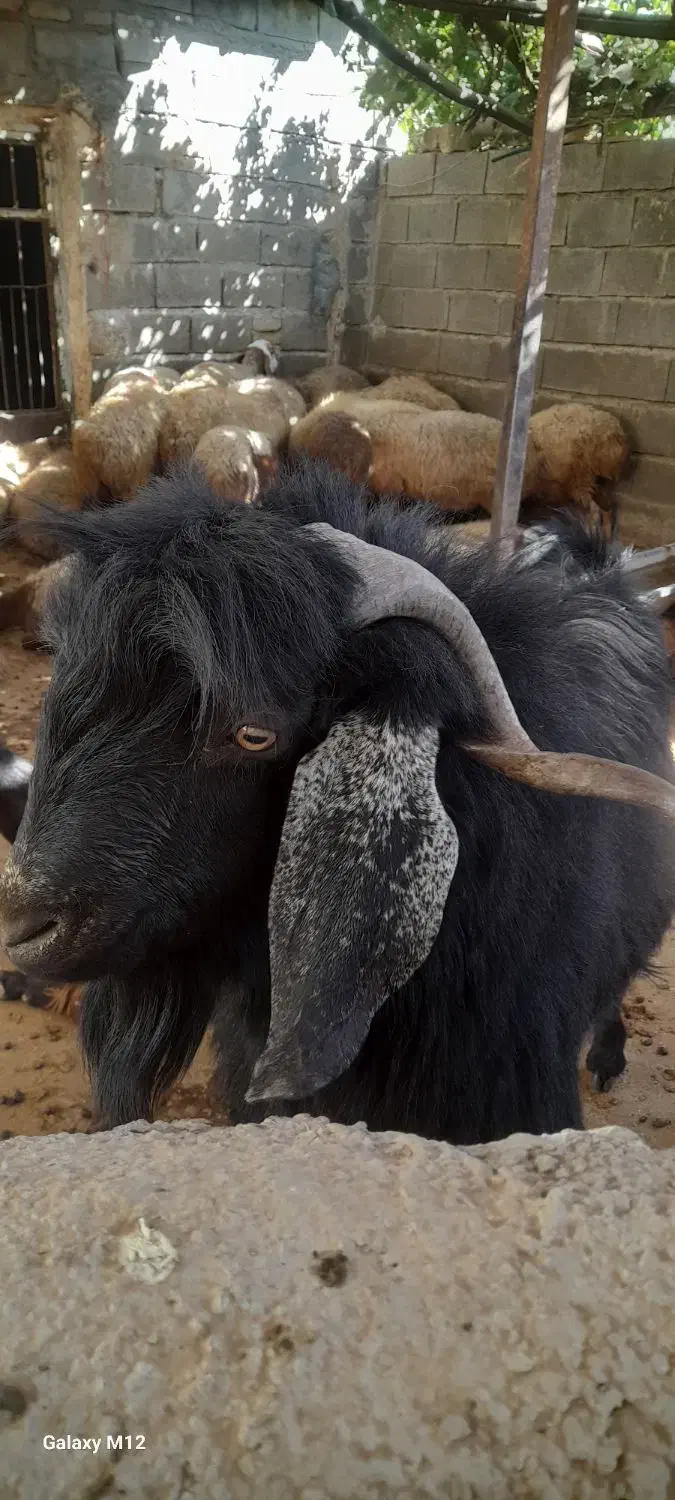 نر بز (بزغاله) یور مناسب نژادگیری|حیوانات مزرعه|دینور, |دیوار