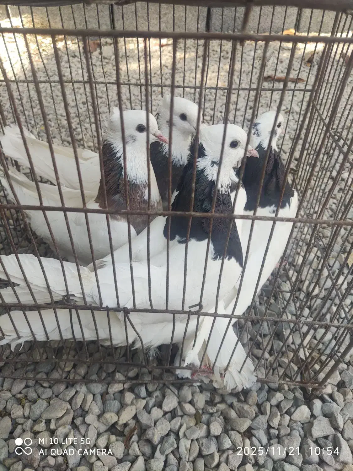 طوقی|پرنده|بندرعباس, |دیوار