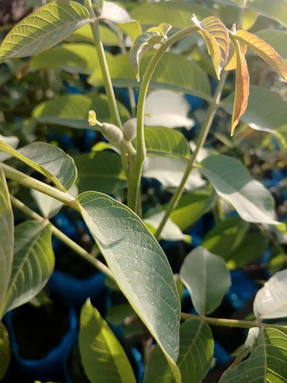 نهال گردو دیرگل تضمین مقاومت به سرما و باردهی بالا|خدمات باغبانی و درختکاری|میاندوآب, |دیوار