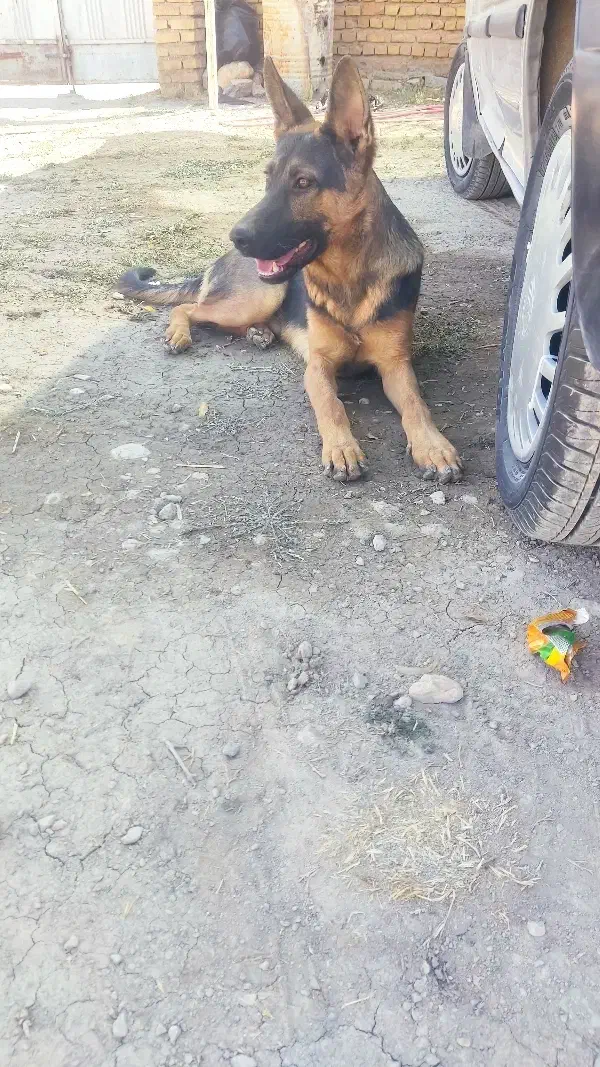 فروش سگ ژرمن ورک چند ماهه اصیل|سگ|سیدان, |دیوار